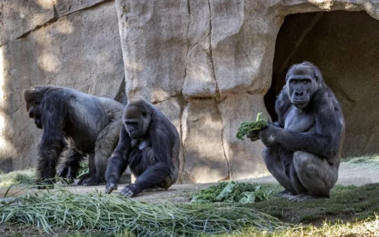 Coronavirus: Gorilas del zoológico de San Diego dan positivo al virus