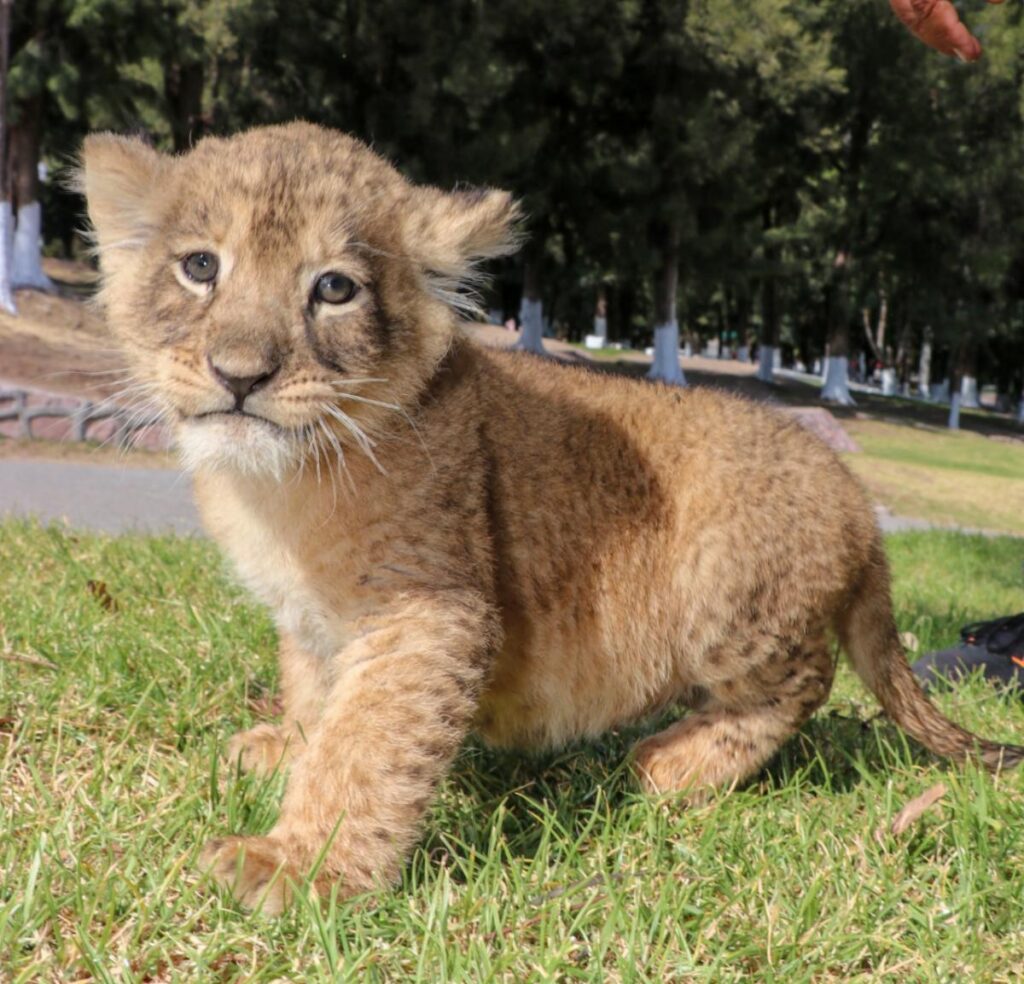 Convocan Gobierno de Zacatecas y SEDIF a niñas y niños a ponerles nombre a tres cachorros de león