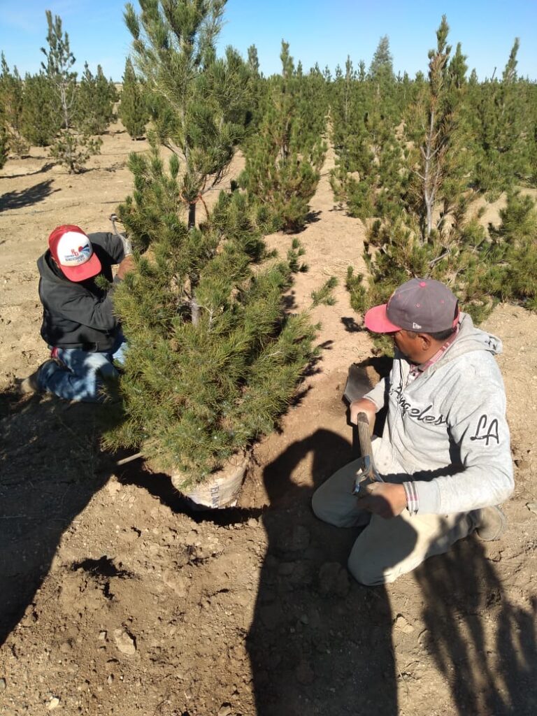 IMPULSAN AUTORIDADES DE RÍO GRANDE ACCIONES DE LIMPIEZA Y REFORESTACIÓN DE ESPACIOS PÚBLICOS EN EL MUNICIPIO