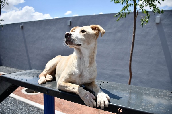 Alberga Centro de Control y Bienestar Animal de Guadalupe perros y gatos en condición de calle