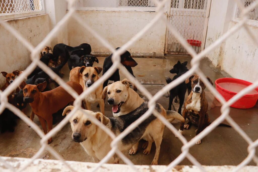 AVANZA ESTERILIZACIÓN Y ADOPCIÓN DE MASCOTAS EN EL MUNICIPIO DE ZACATECAS