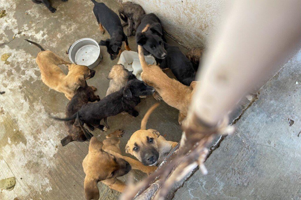 AVANZA ESTERILIZACIÓN Y ADOPCIÓN DE MASCOTAS EN EL MUNICIPIO DE ZACATECAS