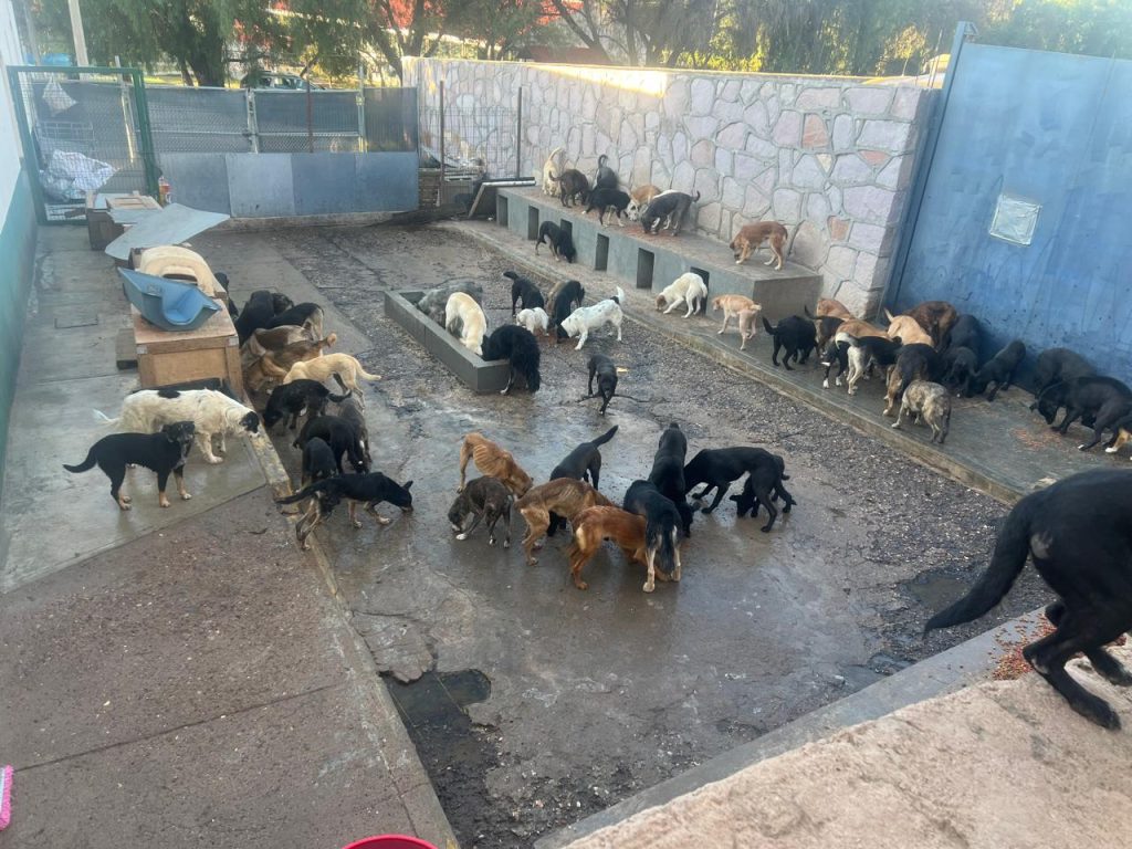 AYUNTAMIENTO LLAMAN A EVITAR REGALAR MASCOTAS SIN RESPONSABILIDAD EN TEMPORADA DECEMBRINA