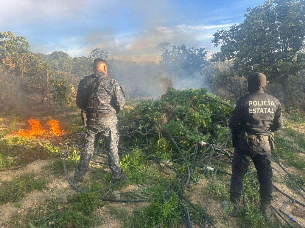 Desmantelan Fuerzas de Seguridad campamentos, secaderos y plantíos de marihuana en Florencia